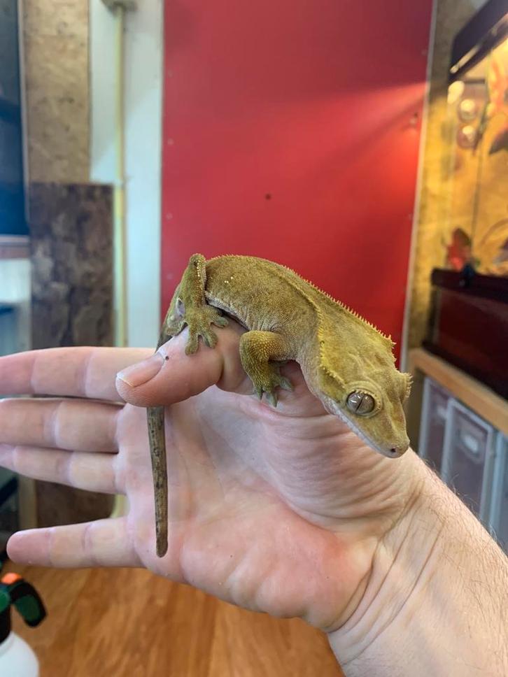 Crested gecko proven male wimpergekko