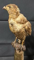 Opgezette Havik Roofvogel taxidermie dieren, Verzamelen, Ophalen, Zo goed als nieuw, Vogel, Opgezet dier