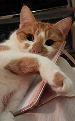 Oppas voor Louie gezocht maart - juni '26, Kater