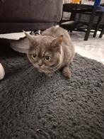 LAATSTE Britse korthaar smoke kitten (poes), Dieren en Toebehoren, Overige Dieren, September, Vrouwelijk