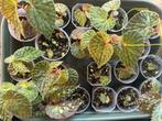 3 x Begonia Chlorostica, Ophalen of Verzenden, Overige soorten, Minder dan 100 cm