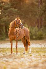 Knappe welsh b sportpony, Dieren en Toebehoren, Pony's, Merrie, Gechipt, Dressuurpony, L