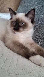 Zeer aanhankelijke ragdoll kittens met stamboom, Dieren en Toebehoren, Katten en Kittens | Raskatten | Langhaar, Meerdere dieren