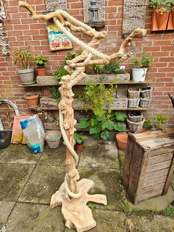 Grote javaboom/papegaaien boom beschikbaar voor biedingen