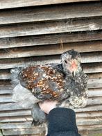 Jonge brahma haan blauw zalm, Mannelijk, Kip