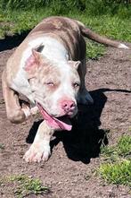 XL Merle American bully pups, Dieren en Toebehoren, Honden | Bulldogs, Pinschers en Molossers, Overige rassen, 8 tot 15 weken