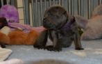 Engelse Stafford Fci Stamboom, Dieren en Toebehoren, Honden | Jack Russells en Terriërs, 8 tot 15 weken, Eén hond, Nederland, Particulier