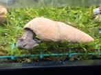 Choco Tylomelania aquariumslakken actie!, Dieren en Toebehoren, Slak of Weekdier