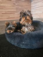 Yorkshire terrier mini, Dieren en Toebehoren, Yorkshire Terriër, Particulier, 15 weken tot 1 jaar, Buitenland