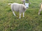 3 texelaar/swifter ramlammeren te koop, Dieren en Toebehoren, Schapen, Geiten en Varkens, Mannelijk, Schaap
