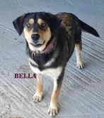 OP OP ZOEK NAAR EEN LIEF MAATJE? REUTJE OF TEEFJE? LEES MEE!, Particulier, Buitenland, Parvo, Meerdere