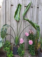 Paradijsvogelplant, Huis en Inrichting, Ophalen, 100 tot 150 cm, Overige soorten, In pot