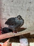 Kippen te koop, Dieren en Toebehoren, Meerdere dieren, Kip