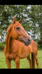 Lieve, groen gereden ruin, Dieren en Toebehoren, Paarden, Gechipt, Ruin, Zadelmak, 3 tot 6 jaar