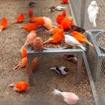 Kanarie pop gezocht alle kleuren, Vrouwelijk, Kleurkanarie