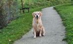 Aankondiging: Prachtig nestje Golden Retriever pups op komst, Dieren en Toebehoren, Golden retriever, 8 tot 15 weken, CDV (hondenziekte)