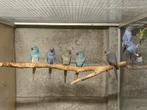 Te koop diverse kleuren halsbandparkieten, Dieren en Toebehoren, Vogels | Parkieten en Papegaaien, Meerdere dieren, Parkiet, Geringd