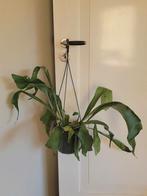 Mooie Hertshoorn in hangpot., Ophalen of Verzenden, Halfschaduw, Minder dan 100 cm