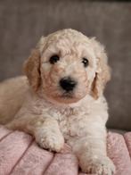golden doodle pups, Dieren en Toebehoren, Honden | Niet-rashonden, CDV (hondenziekte), Meerdere, 8 tot 15 weken, Meerdere dieren
