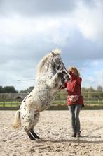 Mini Appaloosa pony, Dieren en Toebehoren, Pony's, Gechipt, Ruin, Niet van toepassing, A pony (tot 1.17m)