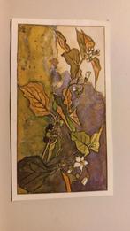 Verkade plaatje 143 - Zwarte Nachtschade, Ophalen of Verzenden