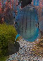 Discus vissen jong 5 cm., Dieren en Toebehoren, Vis