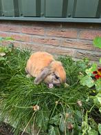 Nederlandse Dwerg Hangoor Ram, Dieren en Toebehoren, Konijnen, Mannelijk, Dwerg, Hangoor