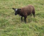 Ram, Dieren en Toebehoren, Mannelijk, Schaap, 0 tot 2 jaar