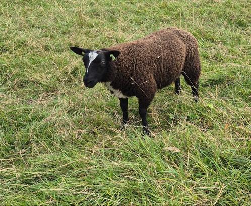 Ram, Dieren en Toebehoren, Schapen, Geiten en Varkens, Schaap, Mannelijk, 0 tot 2 jaar