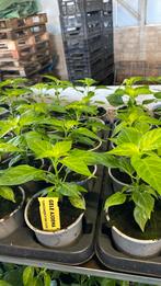 Gele en rode adjuma en madame jeanette, Tuin en Terras, Ophalen, Volle zon, Groenteplanten, Eenjarig