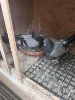 Takla duiven, Dieren en Toebehoren, Vogels | Duiven, Meerdere dieren, Overige soorten