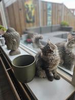 Main Coon kittens raszuiver mogen naar hun nieuwe huisje, Meerdere dieren, 0 tot 2 jaar