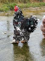 Brahma porselein fokhaan haan, Dieren en Toebehoren, Pluimvee, Mannelijk, Kip
