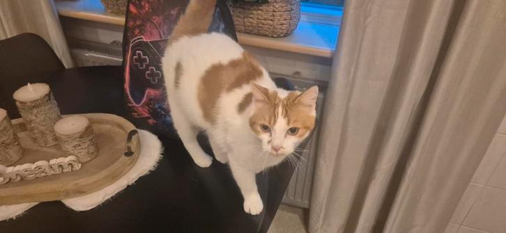 Opzoek naar een nieuw gouden mandje, Dieren en Toebehoren, Katten en Kittens | Overige Katten, Kortharig, Kater, 3 tot 5 jaar