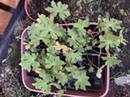Geranium, Ophalen, Bodembedekkers, Volle zon, Vaste plant