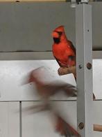 STEL Rode kardinaalen, Dieren en Toebehoren, Meerdere dieren, Wildzangvogel, Geringd