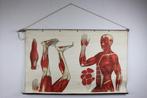 Antieke schoolplaat Duitse anatomische plaat Foedisch Krantz, Ophalen of Verzenden, Natuur en Biologie