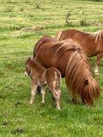 Weiland gezocht, Dieren en Toebehoren