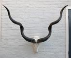 Grote schedel KUDU ANTILOPE - met kiezen - ref. D (gewei), Ophalen of Verzenden, Gebruikt, Wild dier, Schedel