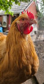 Tamme en rustige Orpington haan gered van de slacht!, Dieren en Toebehoren, Mannelijk, Kip