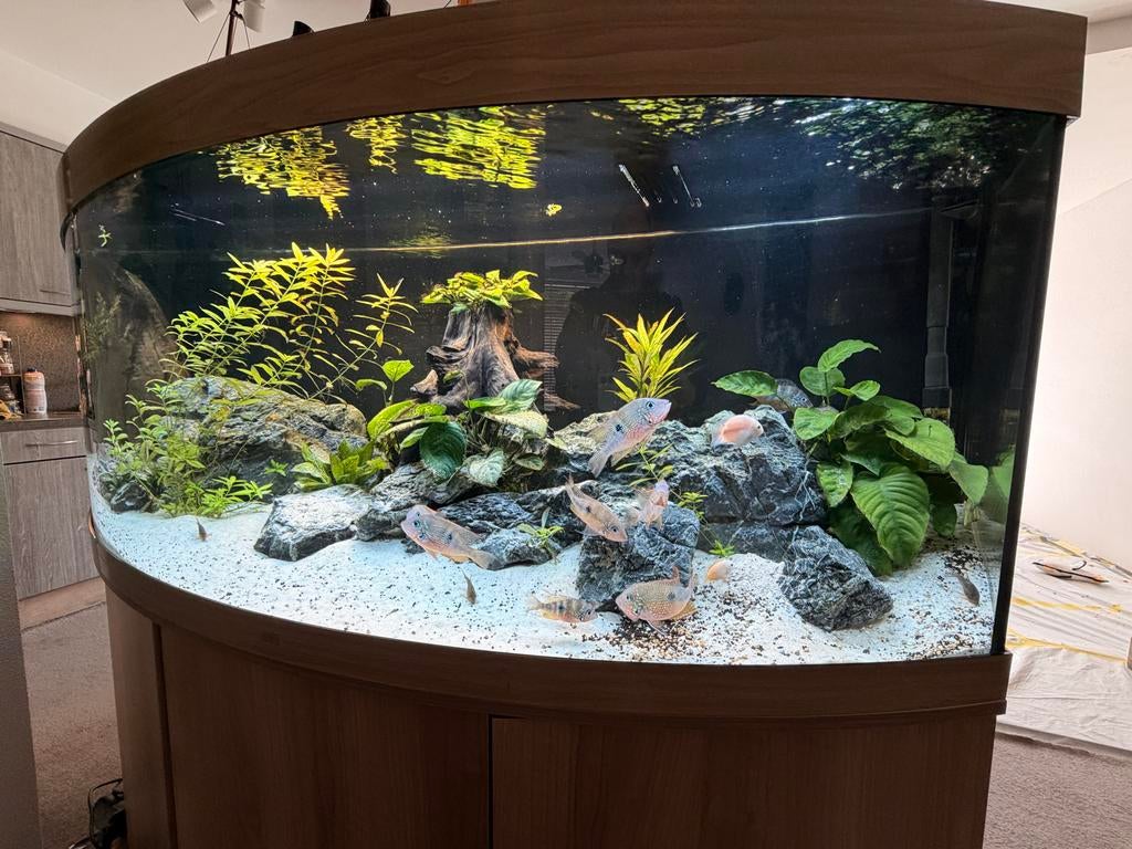 Juwel Vision 450 compleet, Dieren en Toebehoren, Vissen | Aquaria en Toebehoren, Gevuld zoetwateraquarium, Ophalen