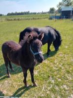 te koop shetland hengstveulen, Gechipt, Niet van toepassing, 0 tot 2 jaar, Hengst
