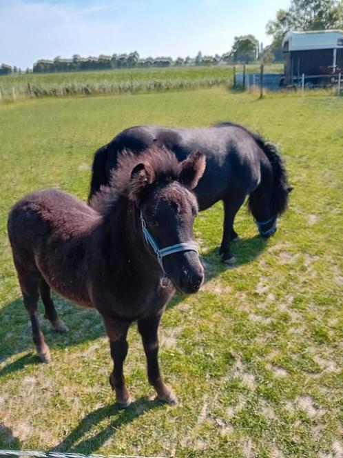 te koop shetland hengstveulen, Dieren en Toebehoren, Pony's, Hengst, Niet van toepassing, A pony (tot 1.17m), Recreatiepony, 0 tot 2 jaar