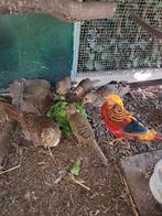 Goudfazanten, zie omschrijving!, Dieren en Toebehoren, Pluimvee, Meerdere dieren, Overige soorten