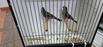 Koppel Mexicaanse roodmussen beschikbaar voor biedingen