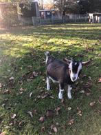 Dwerggeit bokje Najib, Dieren en Toebehoren, Schapen, Geiten en Varkens, Mannelijk, Geit