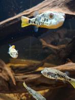 Tetraodon schoutedeni 5 stuks, Overige typen, Zoetwatervis, Schoolvis