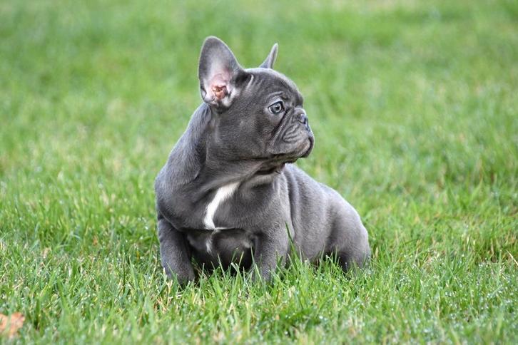 Franse Bulldog pups te koop, Dieren en Toebehoren, Honden | Bulldogs, Pinschers en Molossers, Meerdere dieren, Bulldog, Fokker | Professioneel