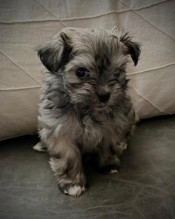 Gezelschapshond de Havamalt ., Dieren en Toebehoren, Honden | Chihuahua's en Gezelschapshonden, Meerdere dieren, Overige rassen