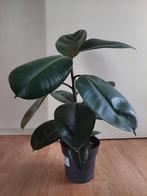 Ficus Elastica Robusta - Rubberboom / Rubberplant H: 62 cm., Huis en Inrichting, Kamerplanten, Ophalen, Ficus, Halfschaduw, Minder dan 100 cm